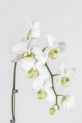 Vivi by Flossom Aphrodite Wooden Gift Box (Large Orchids) | The Nest Attachment Parenting Hub